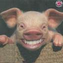 cochon