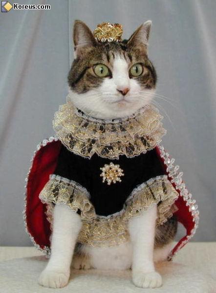 chat