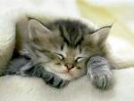 chat
