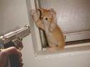 chaton
